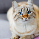 cat with blue eyes sitting