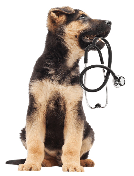 puppy with stethoscope in mouth